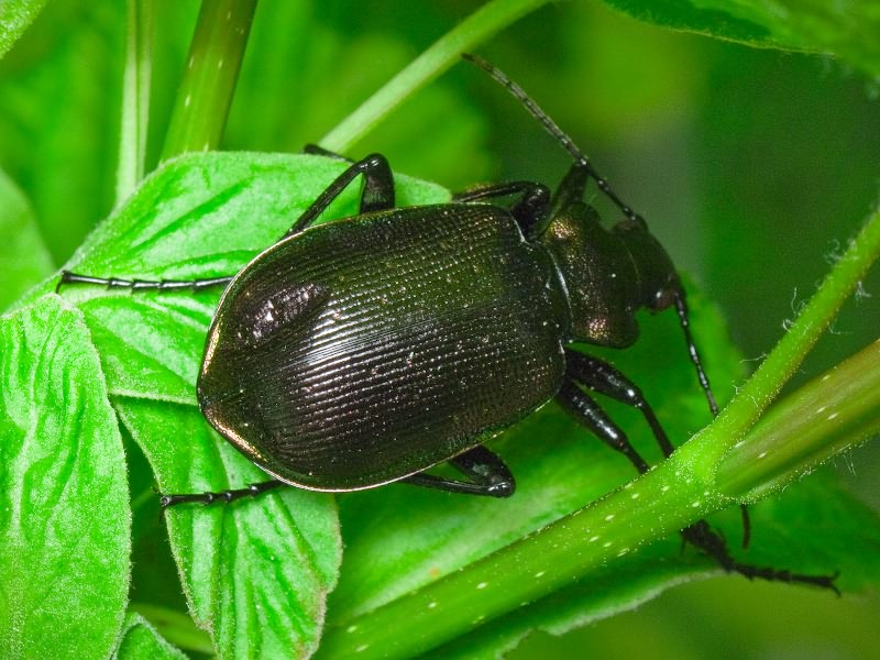 Calosoma inquisitor (Linne, 1758)